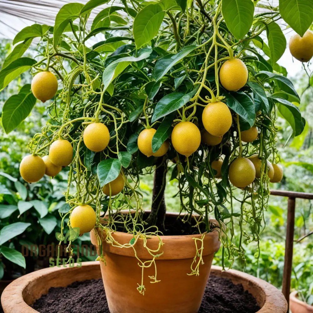 Passion Fruit, Yellow Flavicarpa Variety Garden Plant(1 Healthy Live Plant) Fruit Seeds - Image 3