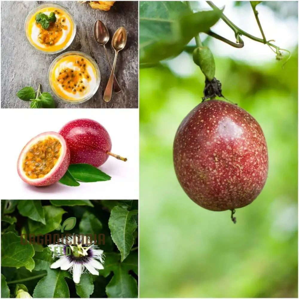 Passionfruit Pandora Seeds, Premium Quality for Planting Enthusiasts