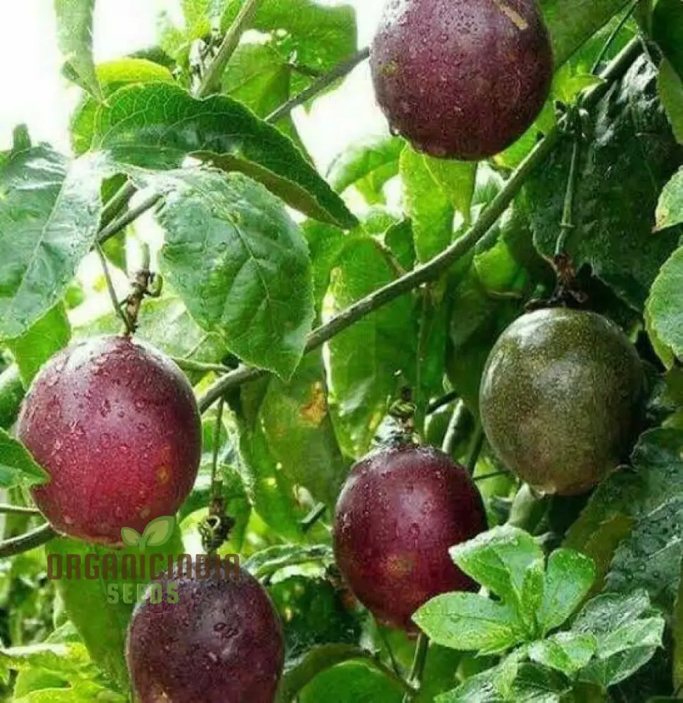 Passionfruit Pandora Seeds, Premium Quality for Planting Enthusiasts - Image 4