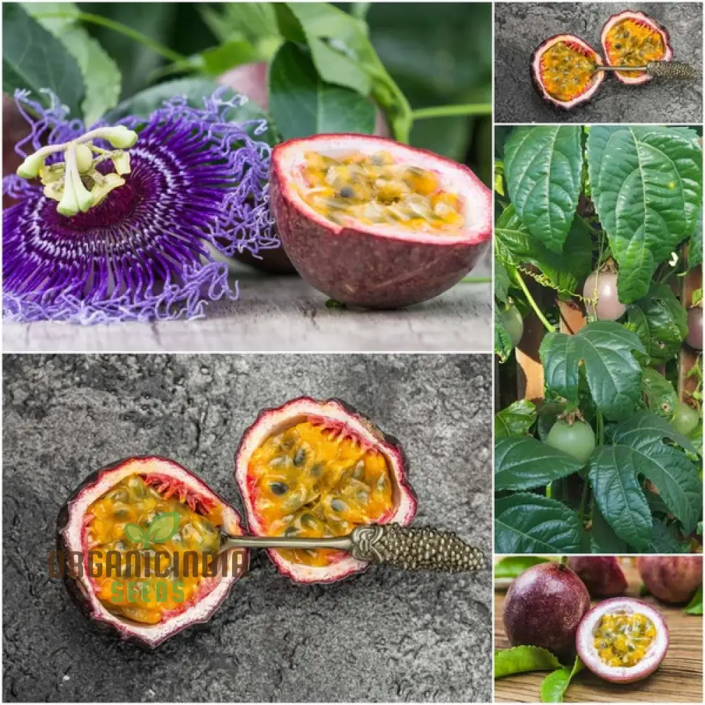 Passionfruit - Red Flamenco F1 Seeds, Premium Seeds for Planting Exotic Passionfruit Vines