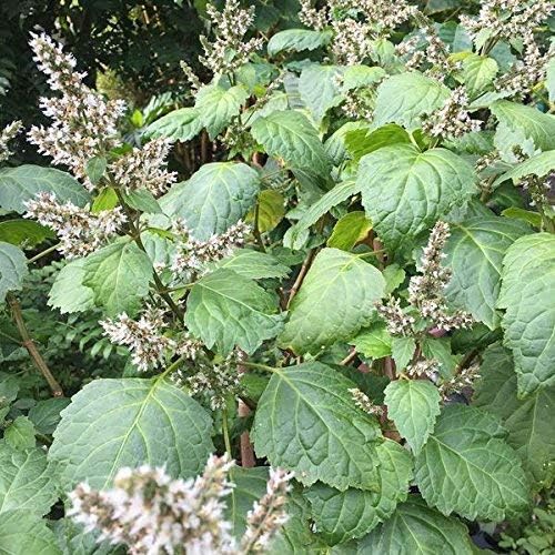 Patchouli Seeds - Aromatic Herb for Gardens & Containers
