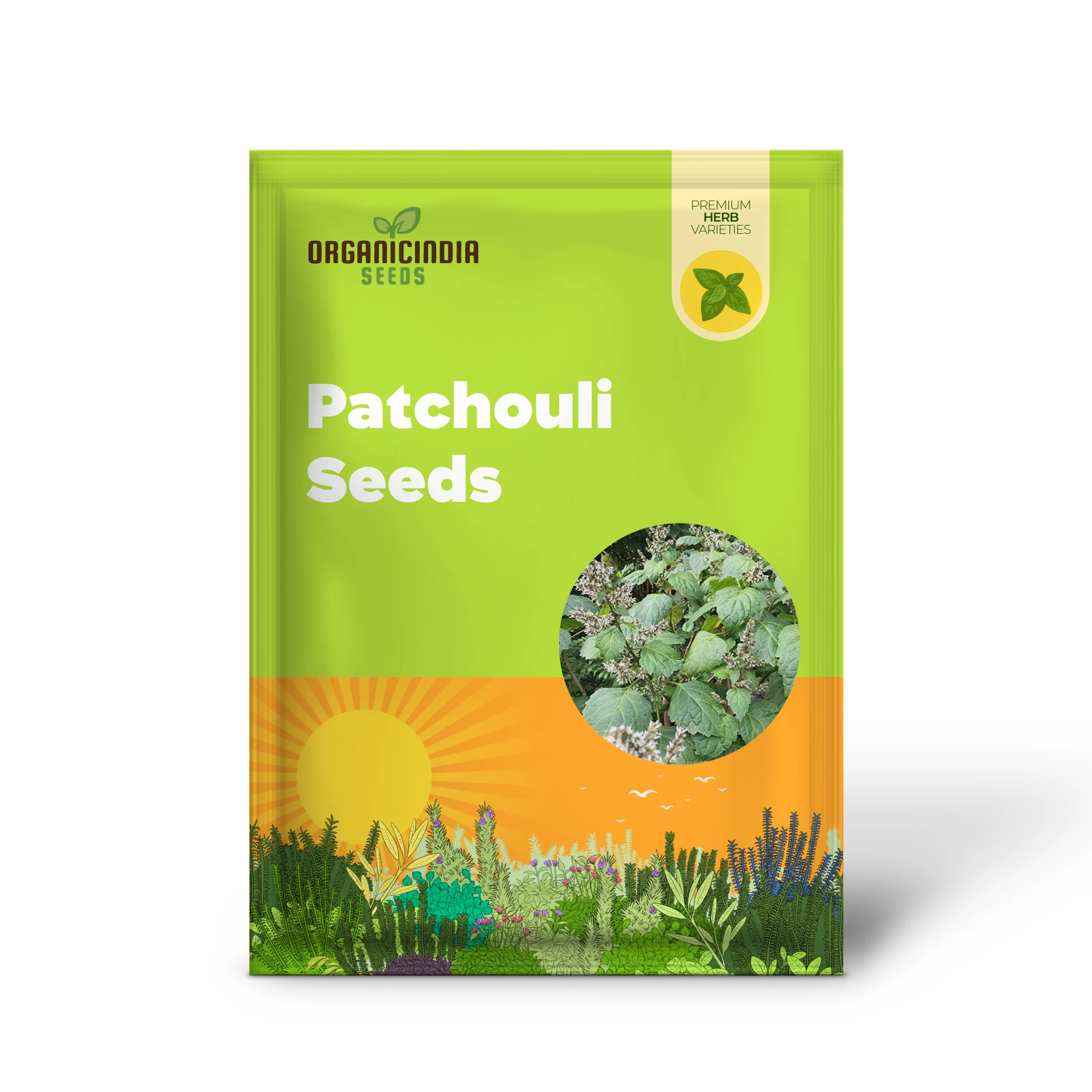 Patchouli Seeds - Aromatic Herb for Gardens & Containers - Image 2