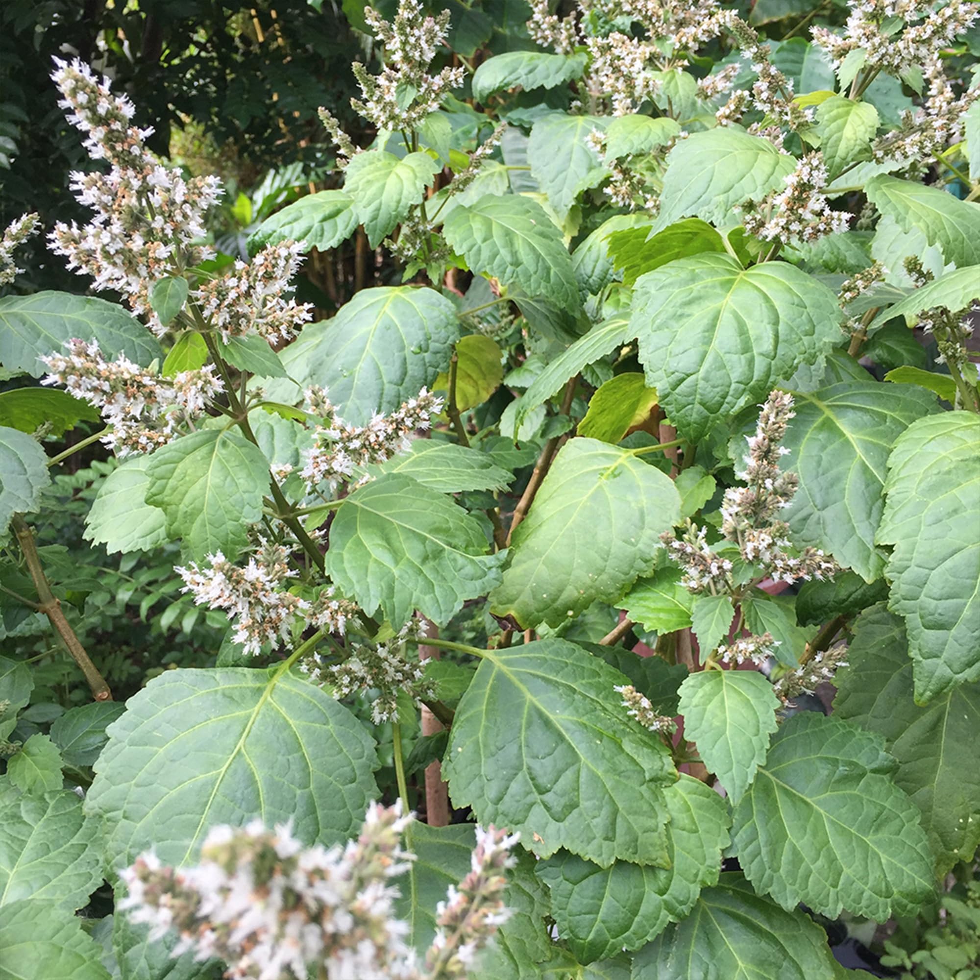 Patchouli Seeds - Aromatic Herb for Gardens & Containers - Image 4