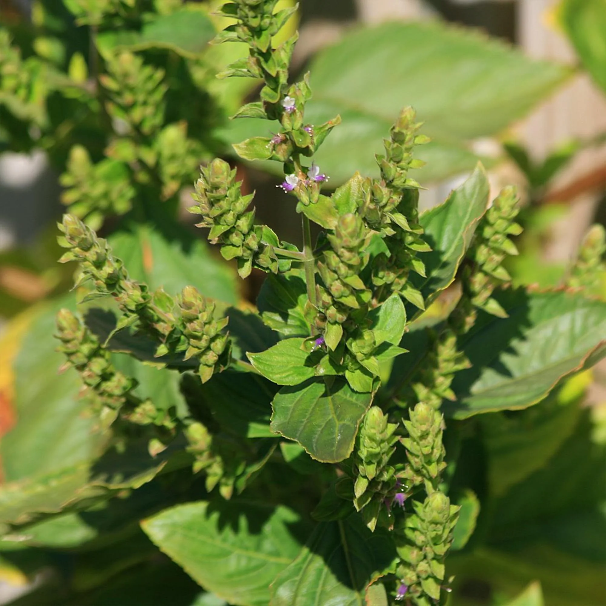 Patchouli Seeds - Aromatic Herb for Gardens & Containers - Image 5