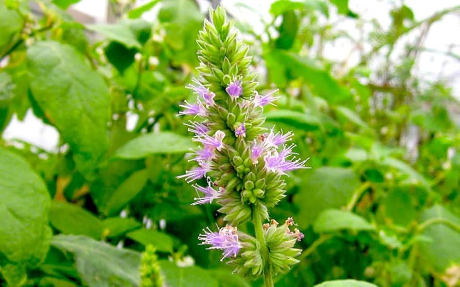 Patchouli Seeds (Pogostemon cablin) for Planting - Aromatic Herb for Gardens - Image 3