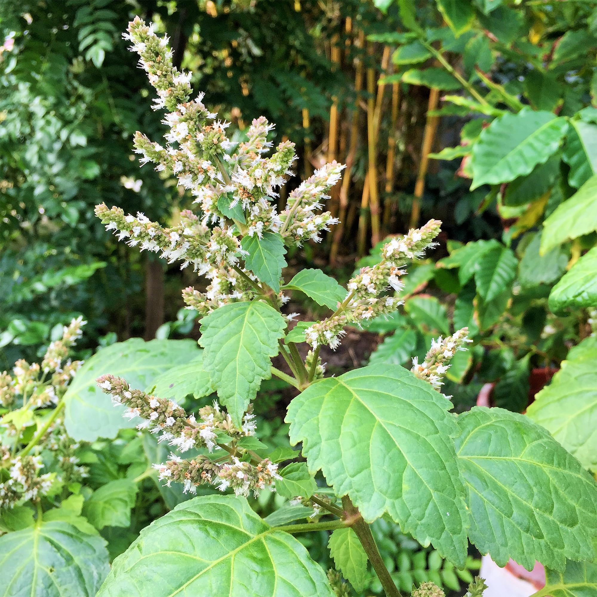 Patchouli Seeds (Pogostemon cablin) for Planting - Aromatic Herb for Gardens - Image 4
