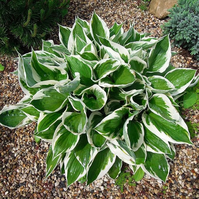 Patriot Hosta Seeds – Perennial Shade-Loving Foliage Plant for Borders & Landscaping - Image 2