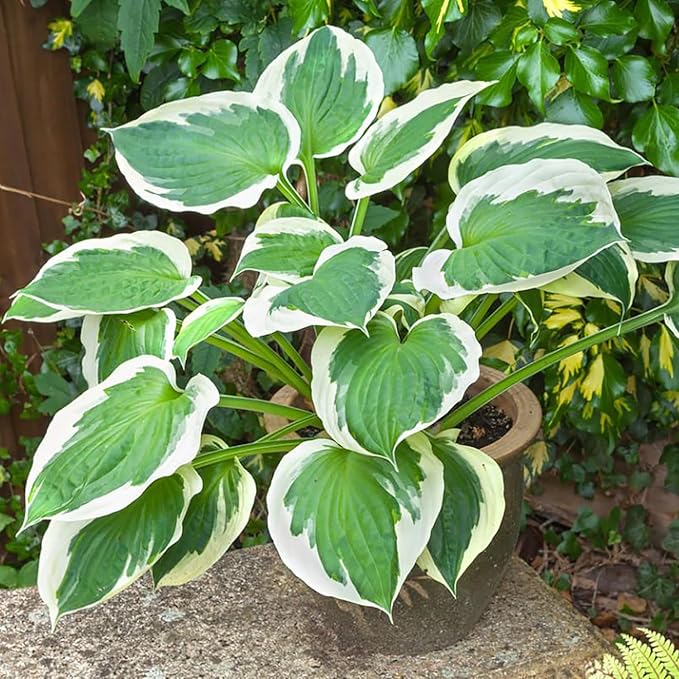 Patriot Hosta Seeds – Perennial Shade-Loving Foliage Plant for Borders & Landscaping - Image 3