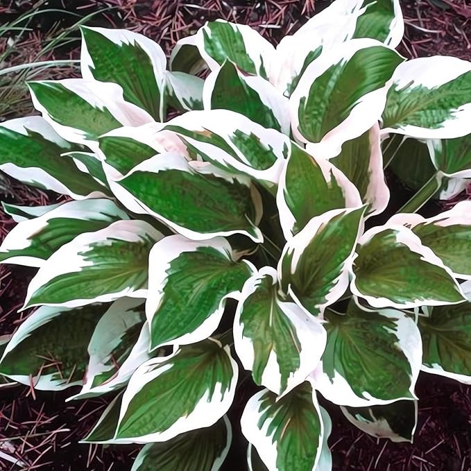 Patriot Hosta Seeds – Perennial Shade-Loving Foliage Plant for Borders & Landscaping - Image 4