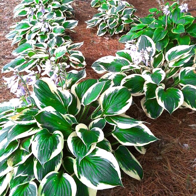 Patriot Hosta Seeds – Perennial Shade-Loving Foliage Plant for Borders & Landscaping - Image 5