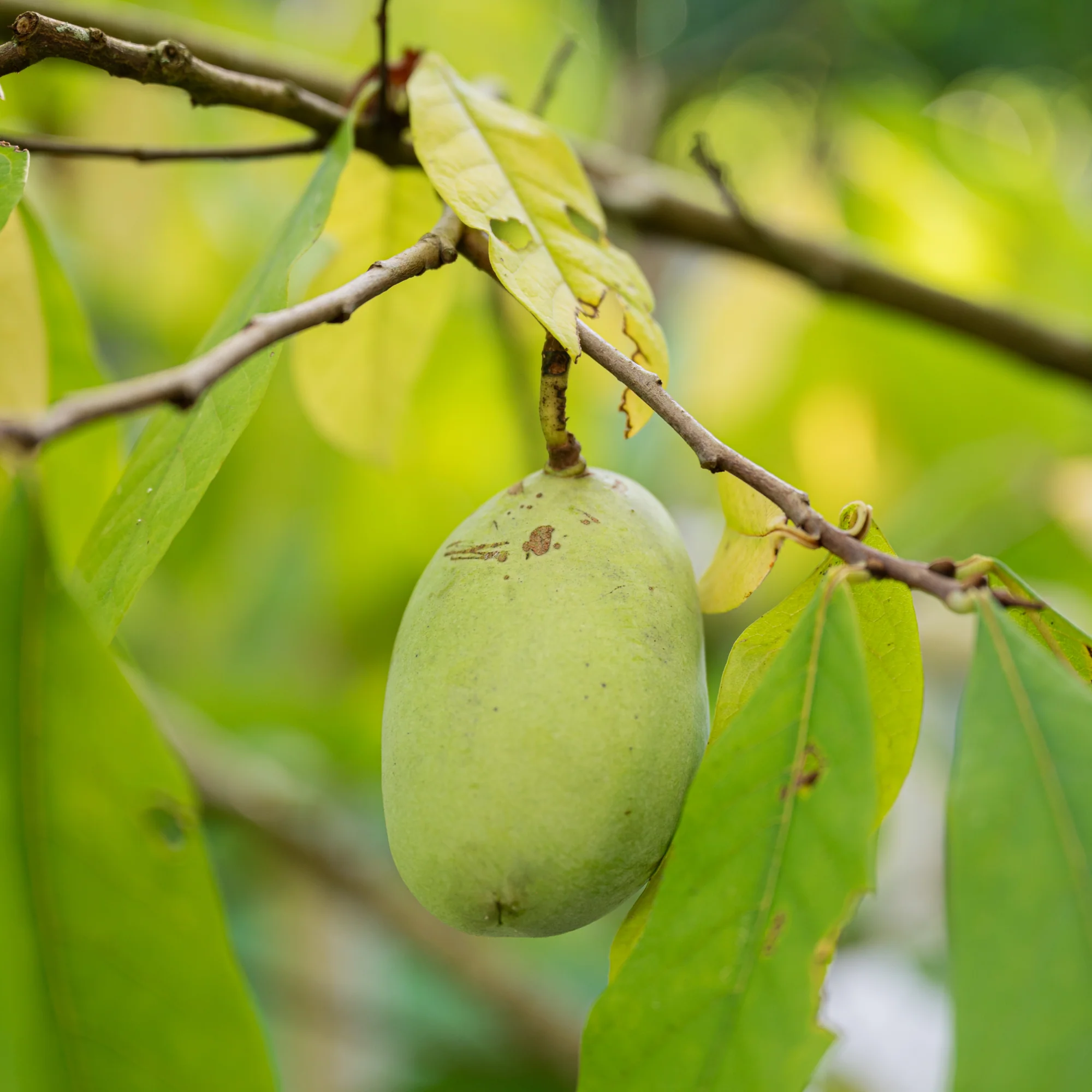 Paw Paw Fruit Seeds