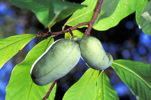 Paw Paw Fruit Seeds - Image 3