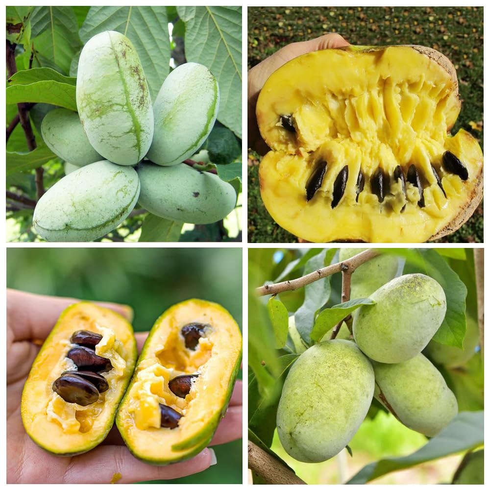 Paw Paw Fruit Seeds - Image 4