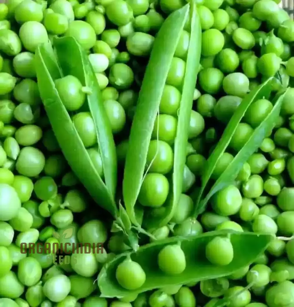 PEA AMBASSADOR Seeds for Your Gardening Needs | Buy Seeds Online