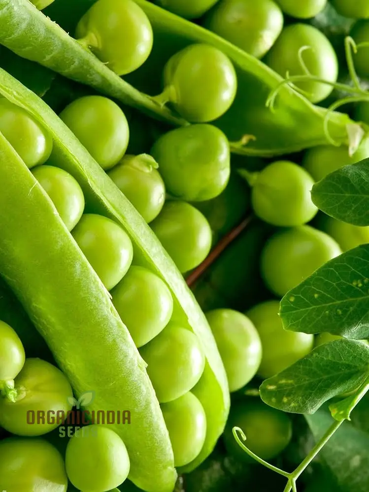 PEA AMBASSADOR Seeds for Your Gardening Needs | Buy Seeds Online - Image 3