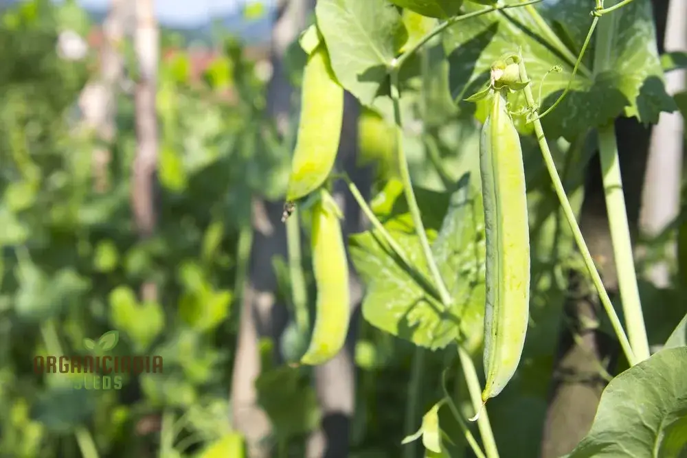 Pea Bean Vegetable Seeds for Planting, High-Quality Seeds for Grow Healthy, Productive Pea Beans in Your Garden Perfect Seeds for Home Garden - Image 4