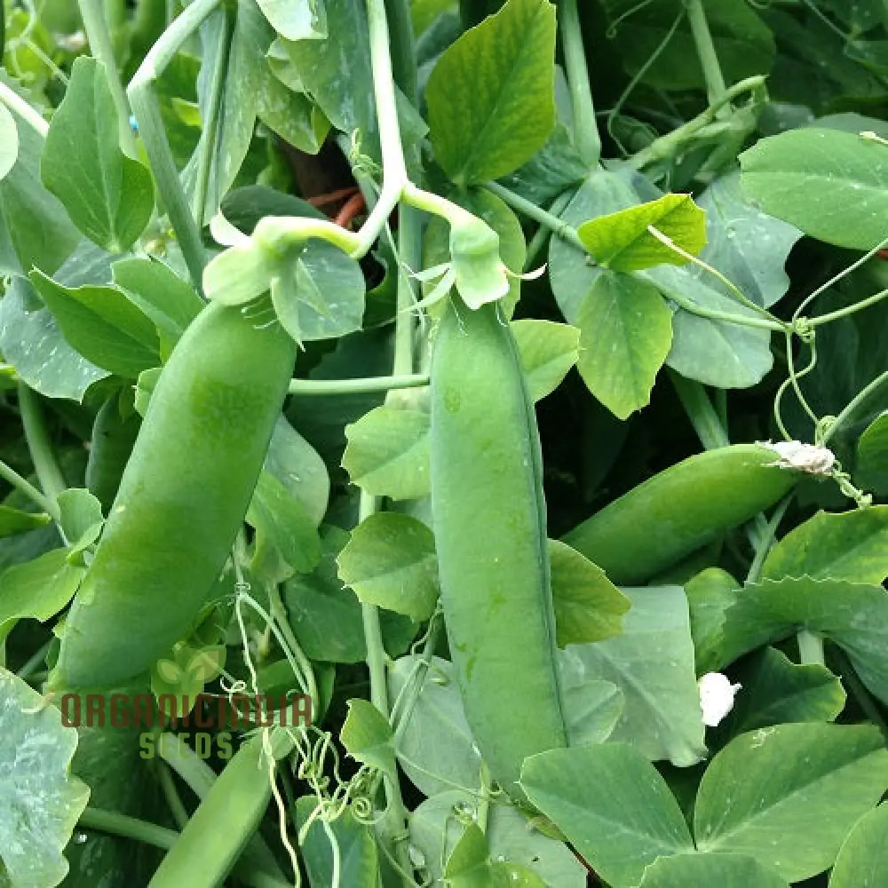 Pea Seeds - Kelvedon Wonder for Planting, Grow Your Own Fresh and Tasty Peas, Ideal for Vegetable Garden