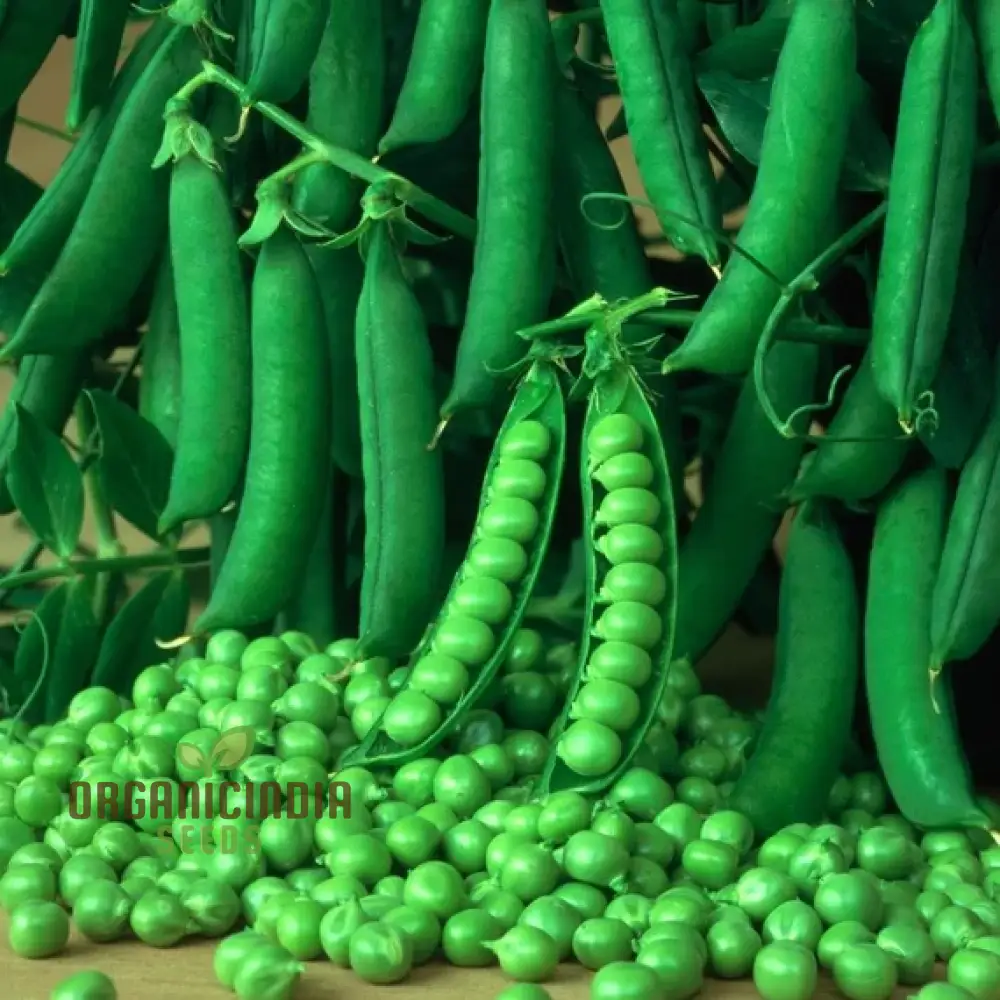 Pea Seeds - Kelvedon Wonder for Planting, Grow Your Own Fresh and Tasty Peas, Ideal for Vegetable Garden - Image 3