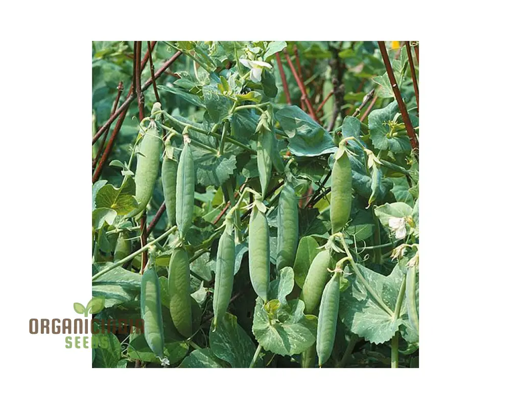 Pea Seeds - Kelvedon Wonder for Planting, Grow Your Own Fresh and Tasty Peas, Ideal for Vegetable Garden - Image 4