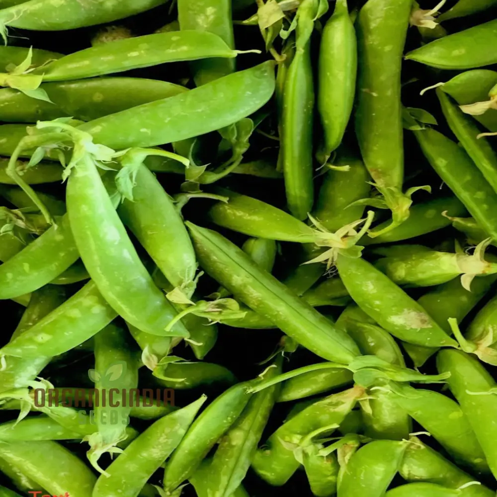 Pea Sugar Snap Lusaka Seeds, Sweet & Crunchy Vegetable Seeds for Home Gardening, Easy to Grow