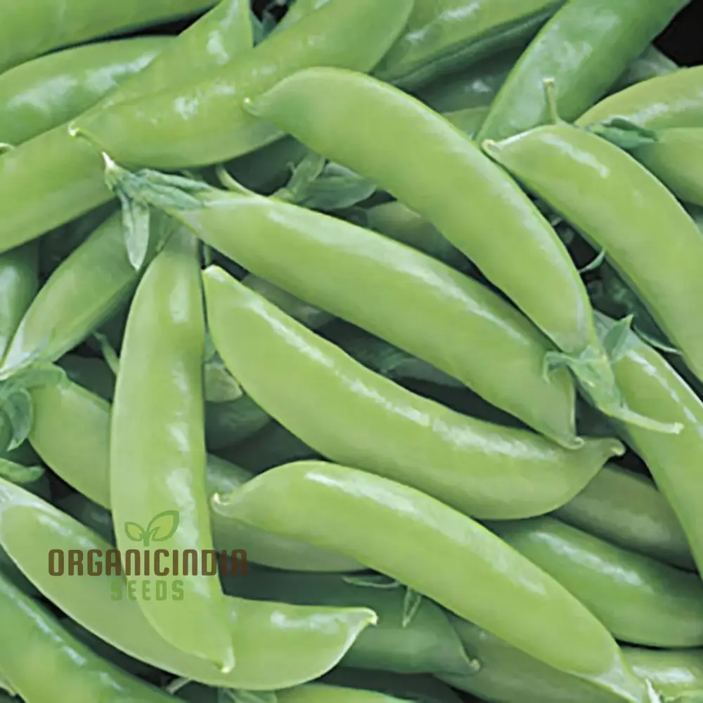 Pea Sugar Snap Lusaka Seeds, Sweet & Crunchy Vegetable Seeds for Home Gardening, Easy to Grow - Image 4
