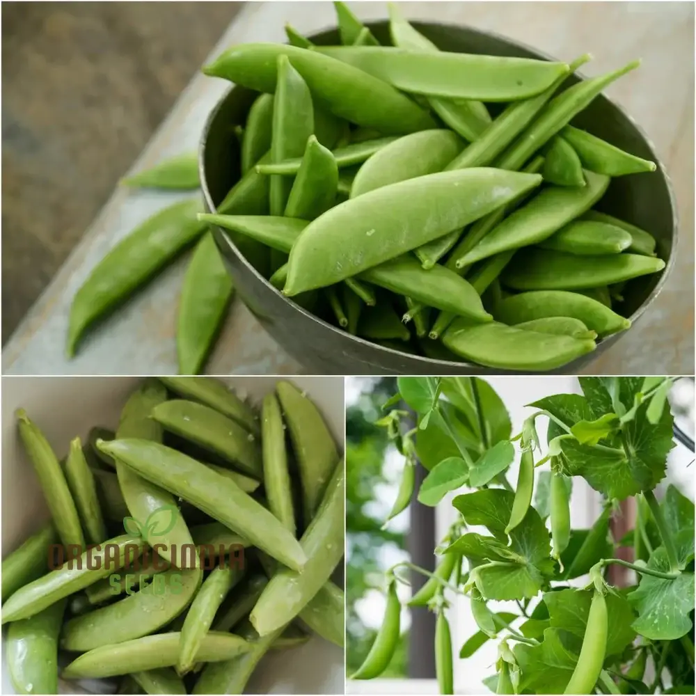 Pea (Sugarsnap) - Bon Seeds for Planting and Gardening - Premium Quality Seeds