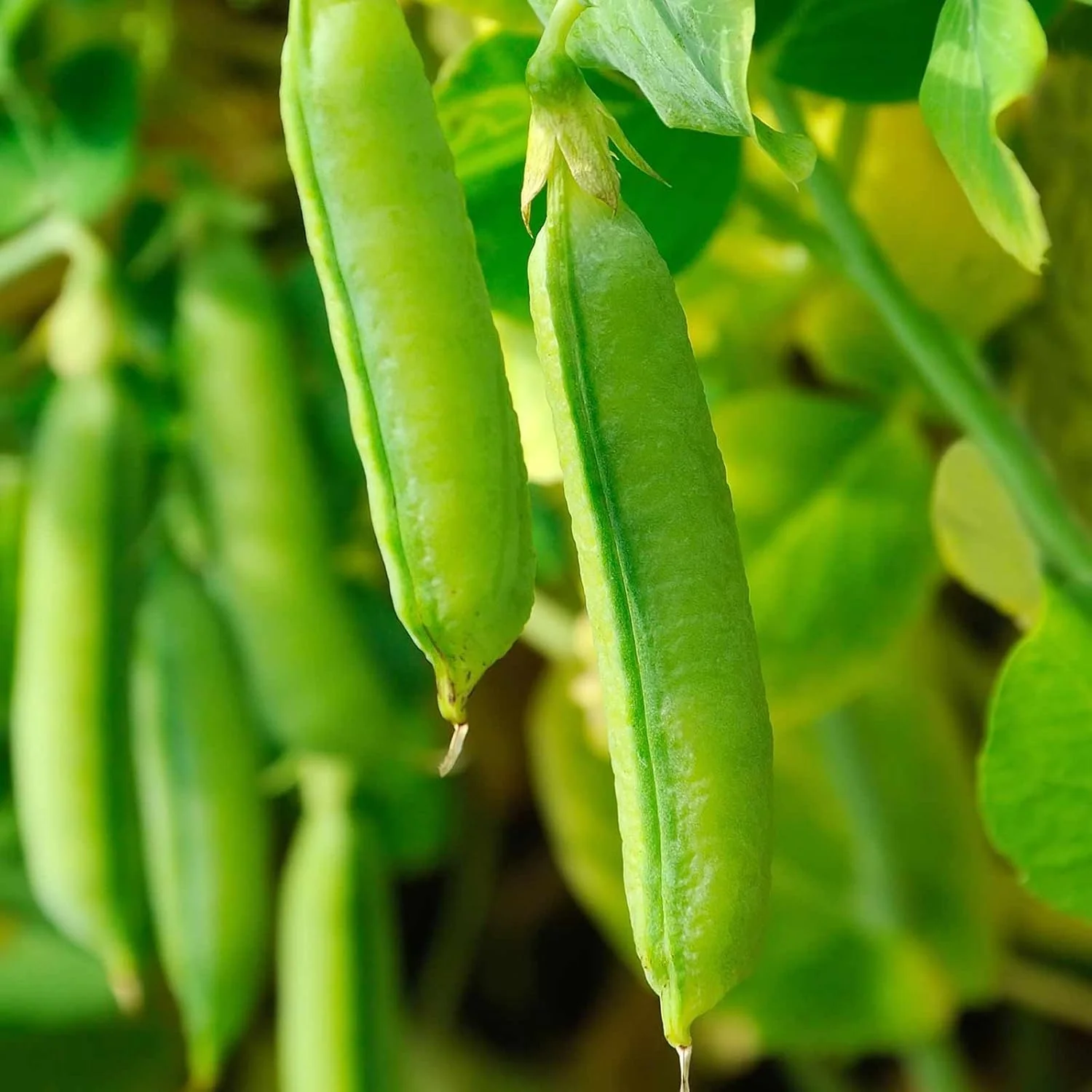 Pea (Sugarsnap) - Bush - Sugar Ann Seeds for Planting and Gardening | Premium Quality Organic Seeds