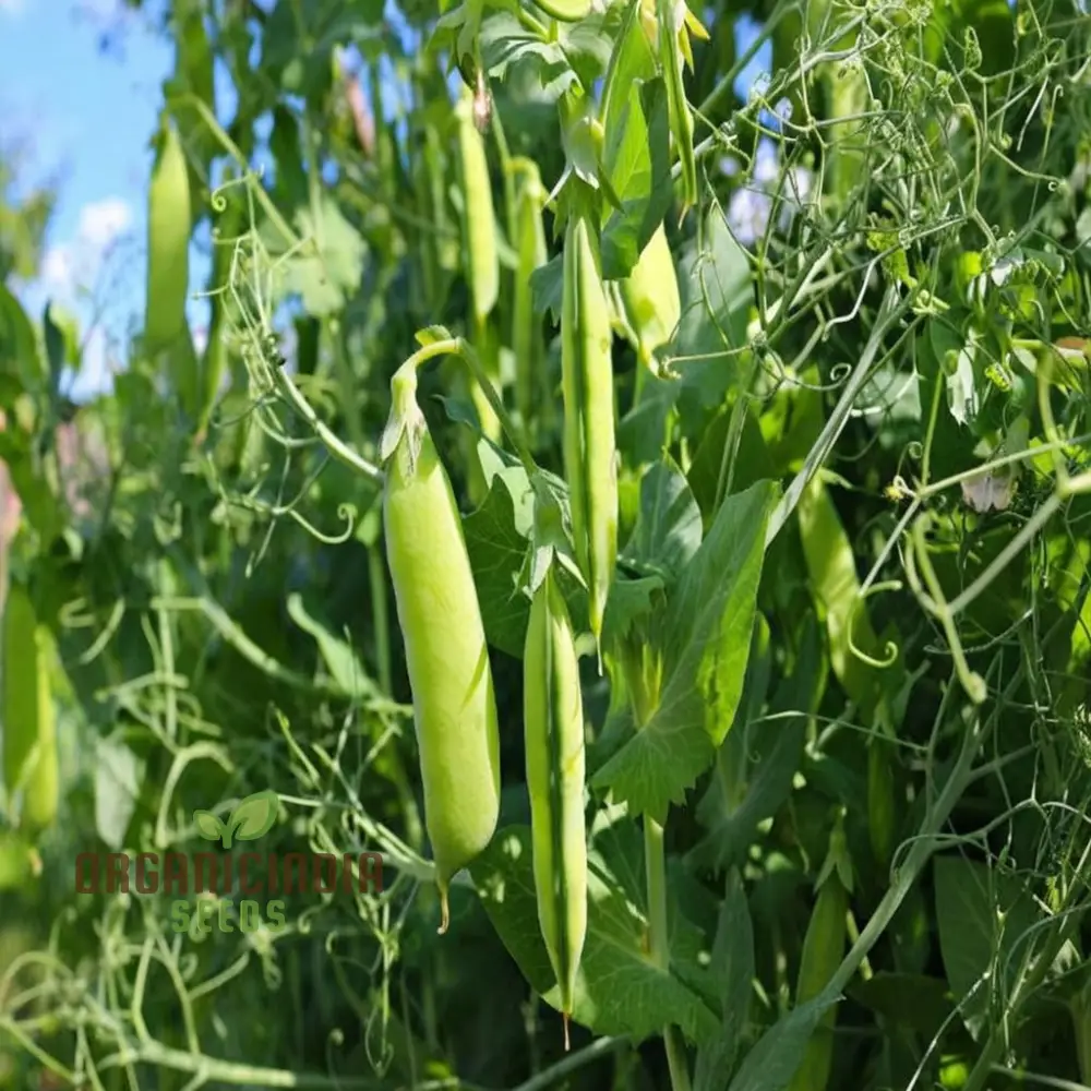 Pea (Sugarsnap) - Bush - Sugar Ann Seeds for Planting and Gardening | Premium Quality Organic Seeds - Image 3