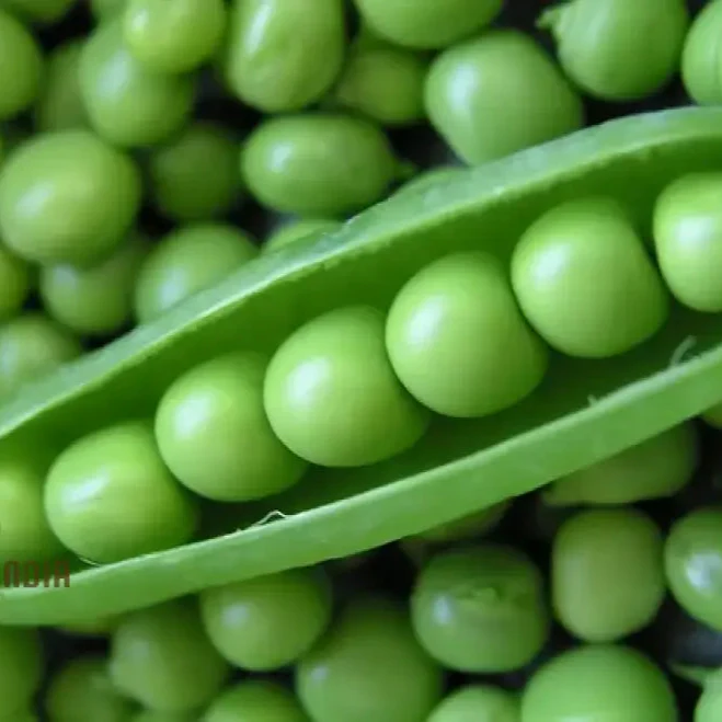Pea (Sugarsnap) - Bush - Sugar Ann Seeds for Planting and Gardening | Premium Quality Organic Seeds - Image 4