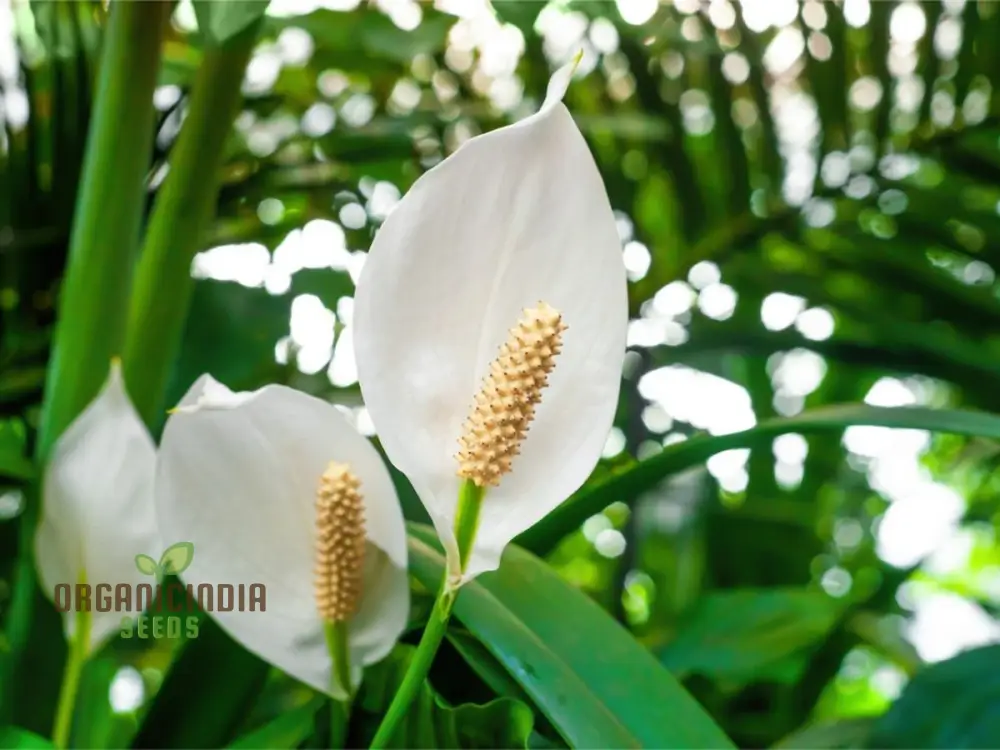 Peace Lily Plant SEEDS for Indoor Gardening - Premium Quality Seeds for Lush Greenery
