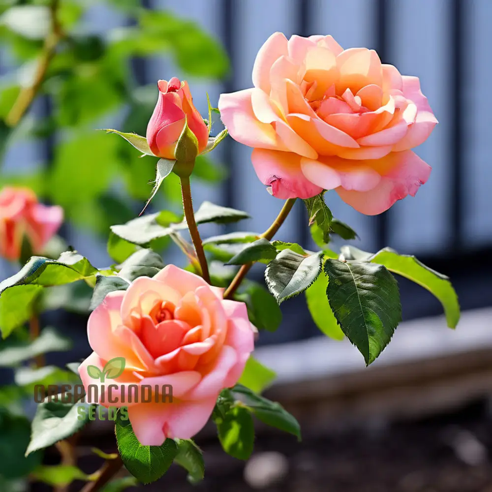 Peach Climbing Rose Flower Seeds - Graceful Vines for Romantic Garden Trellises - Image 3