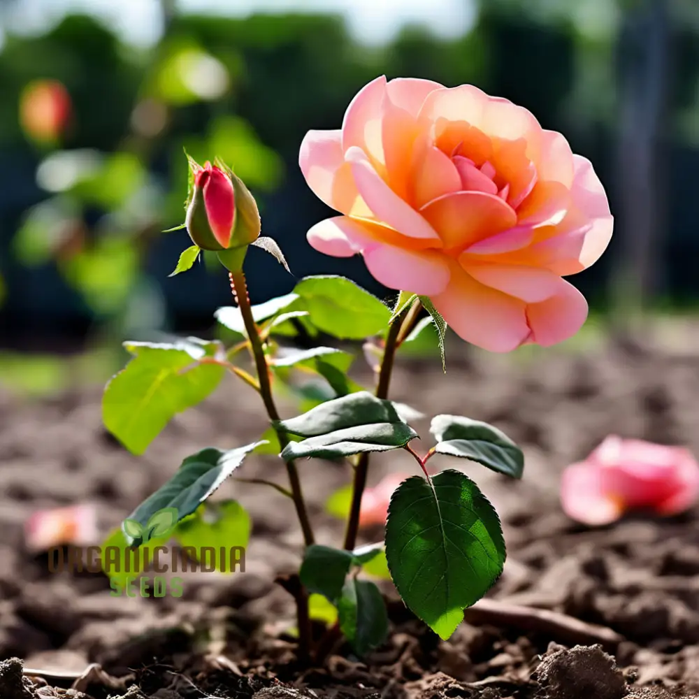 Peach Climbing Rose Flower Seeds - Graceful Vines for Romantic Garden Trellises - Image 4
