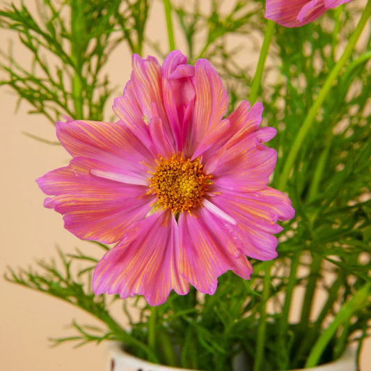Peach & Rose Cosmos Seeds – Elegant Blooms for Garden Planting
