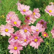 Peach & Rose Cosmos Seeds – Elegant Blooms for Garden Planting - Image 4