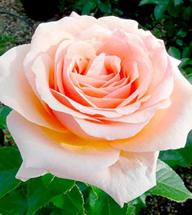 Peach Rose Seeds – Soft Warm Blooms, Easy to Grow, Non-GMO