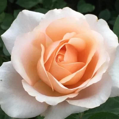 Peach Rose Seeds – Soft Warm Blooms, Easy to Grow, Non-GMO - Image 3