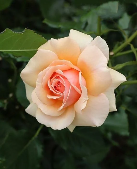Peach Rose Seeds – Soft Warm Blooms, Easy to Grow, Non-GMO - Image 4