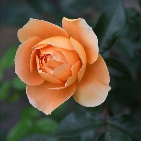 Peach Rose Seeds – Soft Warm Blooms, Easy to Grow, Non-GMO - Image 5