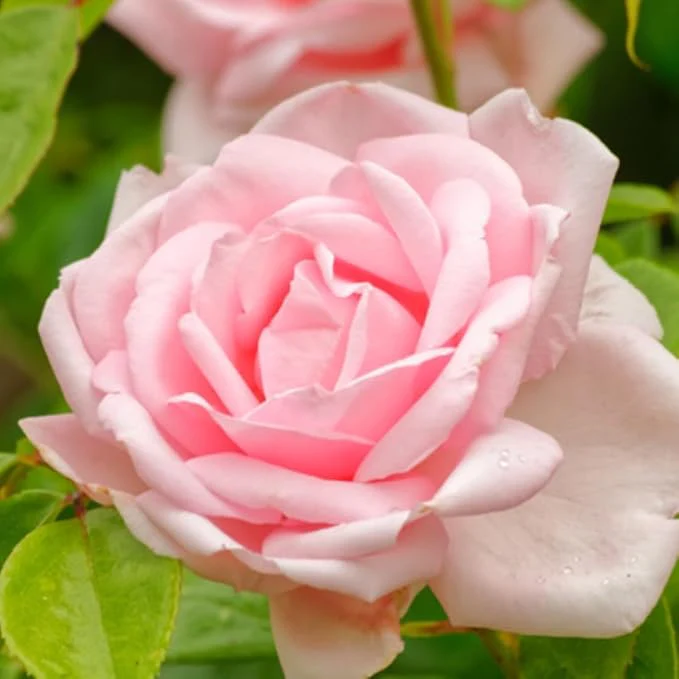 Peach Rose Seeds – Soft Warm Blooms, Easy to Grow, Non-GMO - Image 6