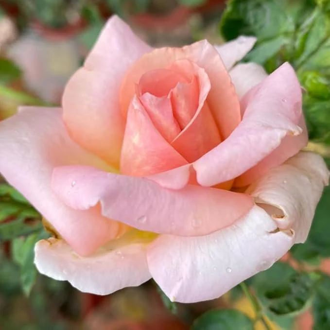 Peach Rose Seeds – Soft Warm Blooms, Easy to Grow, Non-GMO - Image 7