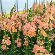 Peach Snapdragon Seeds – Soft Warm-Toned Garden Blooms