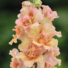 Peach Snapdragon Seeds – Soft Warm-Toned Garden Blooms - Image 2