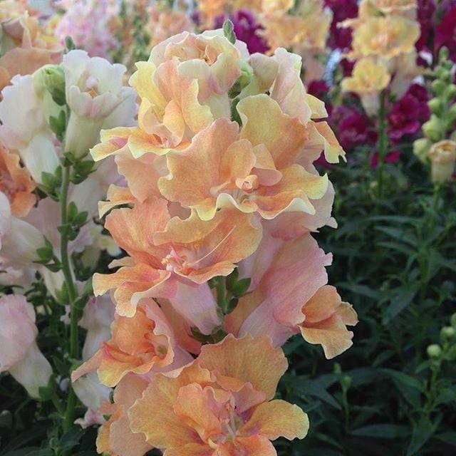 Peach Snapdragon Seeds – Soft Warm-Toned Garden Blooms - Image 3