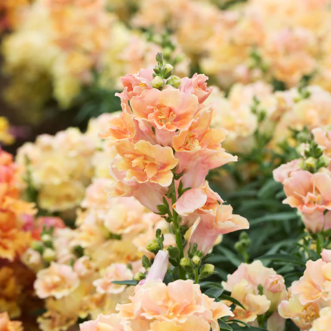 Peach Snapdragon Seeds – Soft Warm-Toned Garden Blooms - Image 4