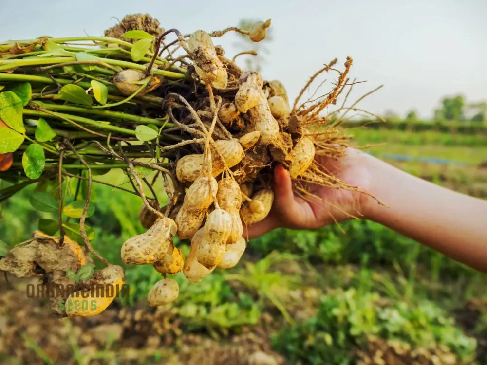 Peanut Seeds - Arachis hypogaea - Yellow Blooms with a Bonus of Peanuts (100Pcs)