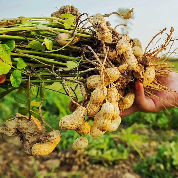 Peanut Seeds Virginia Jumbo, Non-GMO Fresh Garden Seeds, Gardener's Choice!