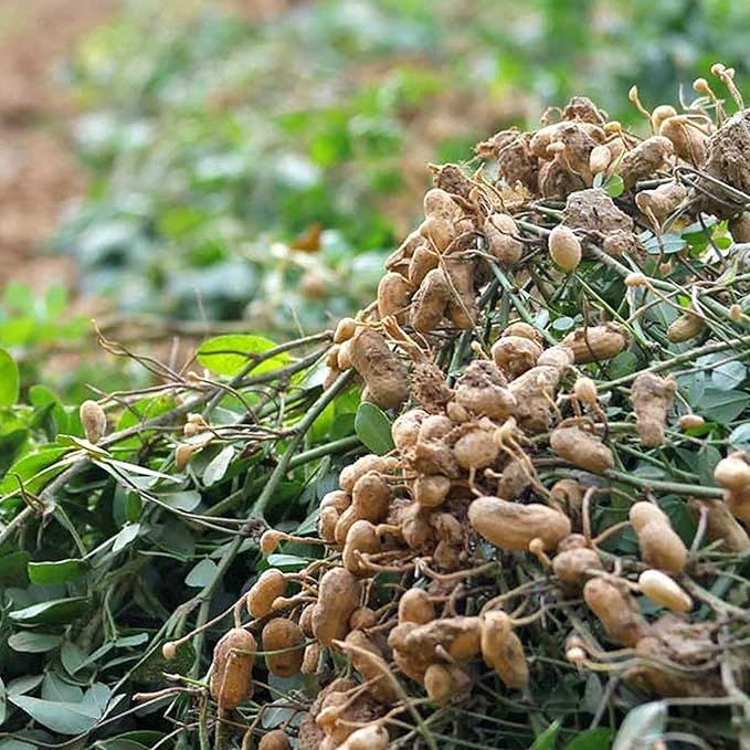 Peanut Seeds Virginia Jumbo, Non-GMO Fresh Garden Seeds, Gardener's Choice! - Image 3