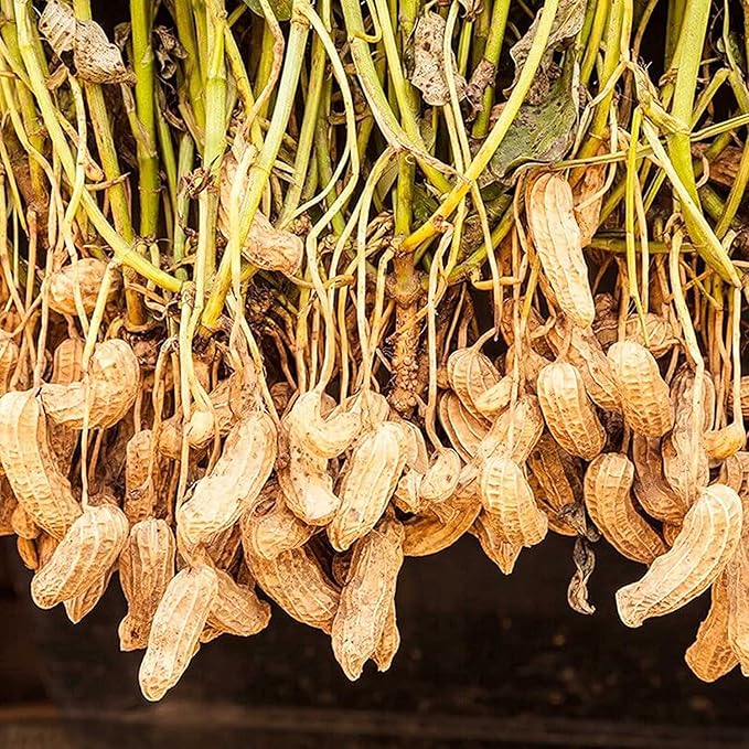 Peanut Seeds Virginia Jumbo, Non-GMO Fresh Garden Seeds, Gardener's Choice! - Image 4