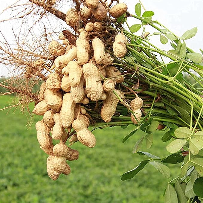 Peanut Seeds Virginia Jumbo, Non-GMO Fresh Garden Seeds, Gardener's Choice! - Image 5