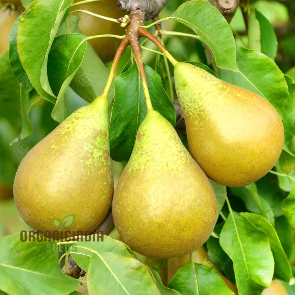 Pear Seeds for Planting – Premium Heirloom Pear Tree Seeds for Home Gardening - Image 3